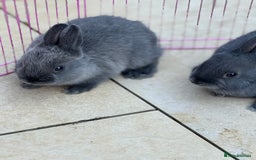 Netherland Dwarf rabbits for sale: Pure Bred Netherlands Dwarf Bunnies  - Image 6