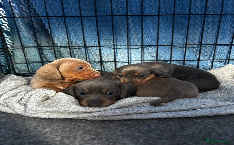 Miniature Dachshund dogs - Advert 5