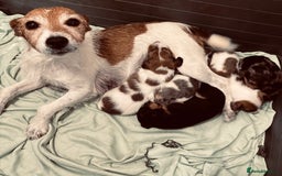 Jack Russell dogs for sale: Beautiful Jack russell puppies for sale  - Image 28