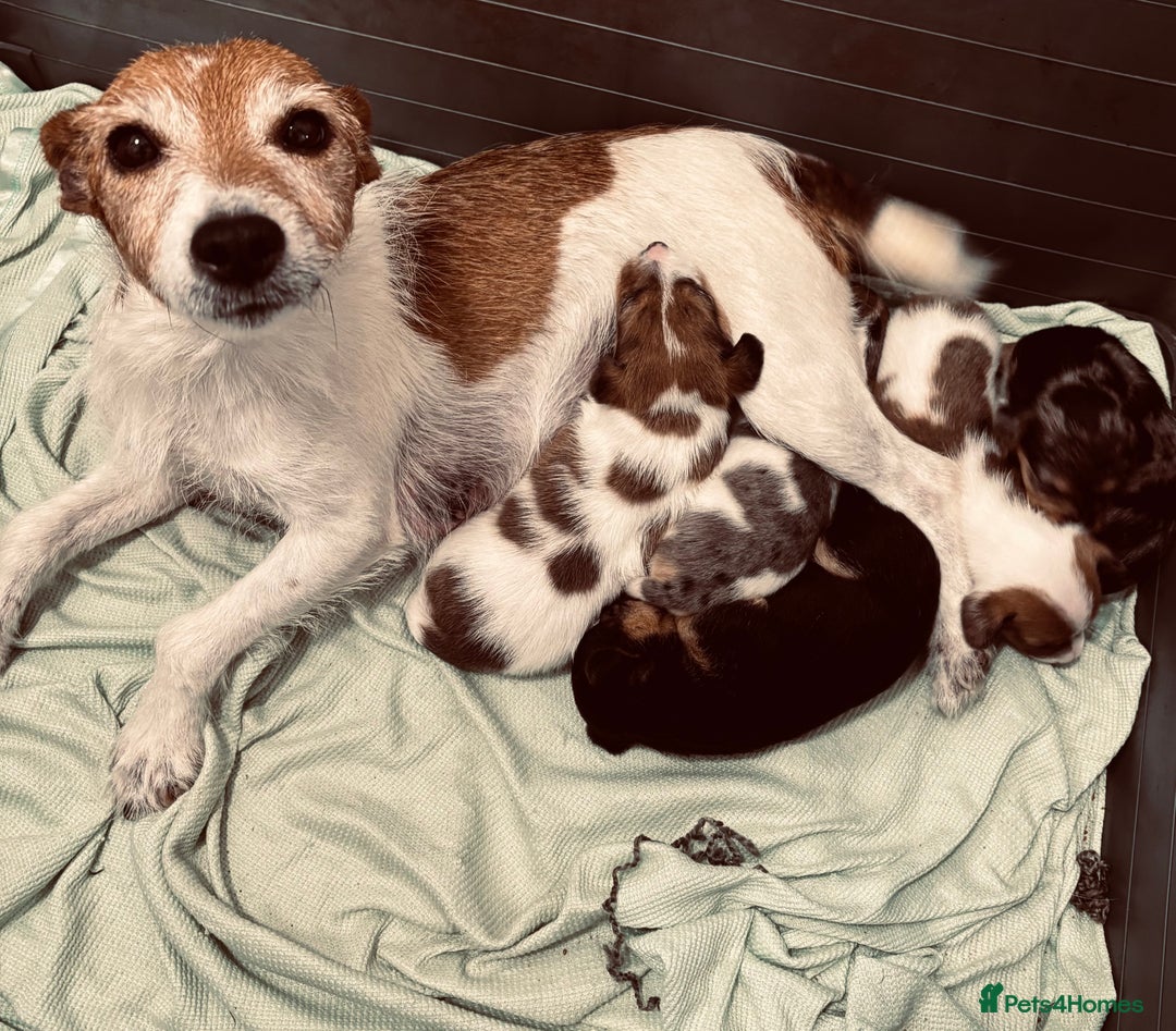 Jack Russell dogs for sale: Beautiful Jack russell puppies for sale  - Image 28