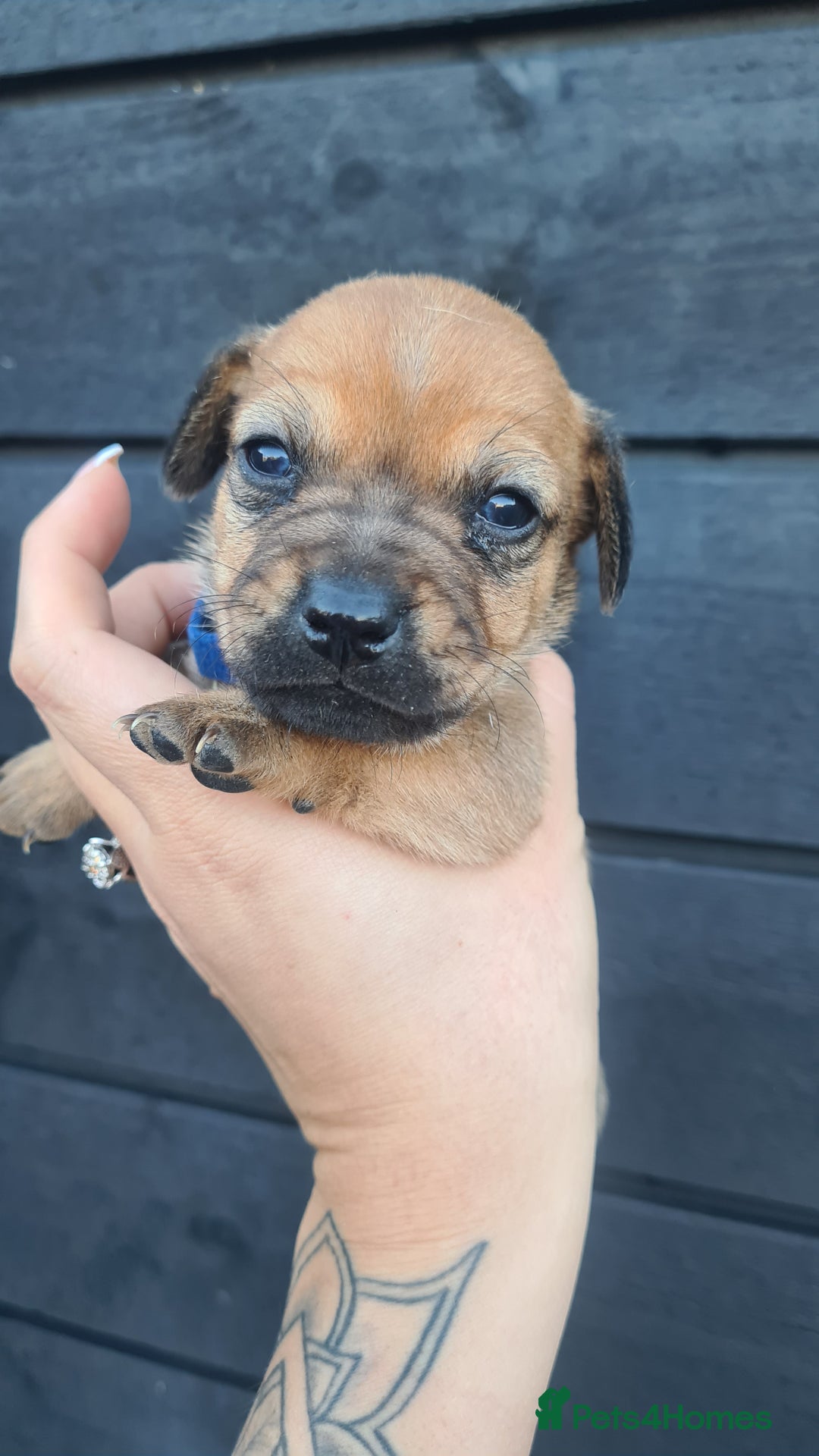 Mixed Breed dogs for sale: Patterjack x daxies pups available  - Advert 9