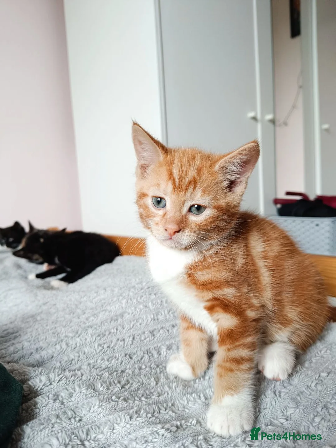 Mixed Breed cats for sale: Adorable Kittens Looking for Loving Homes - Advert 9
