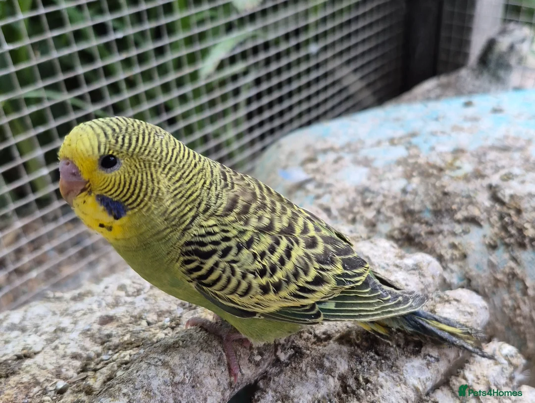 Budgerigars birds for sale: Baby budgies - Advert 4