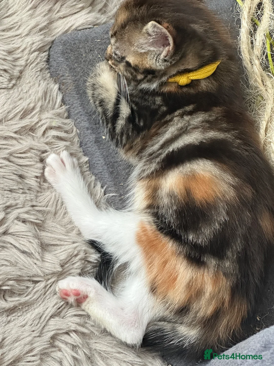 Ragdoll cats for sale: Ragdoll cross bengal - Advert 1