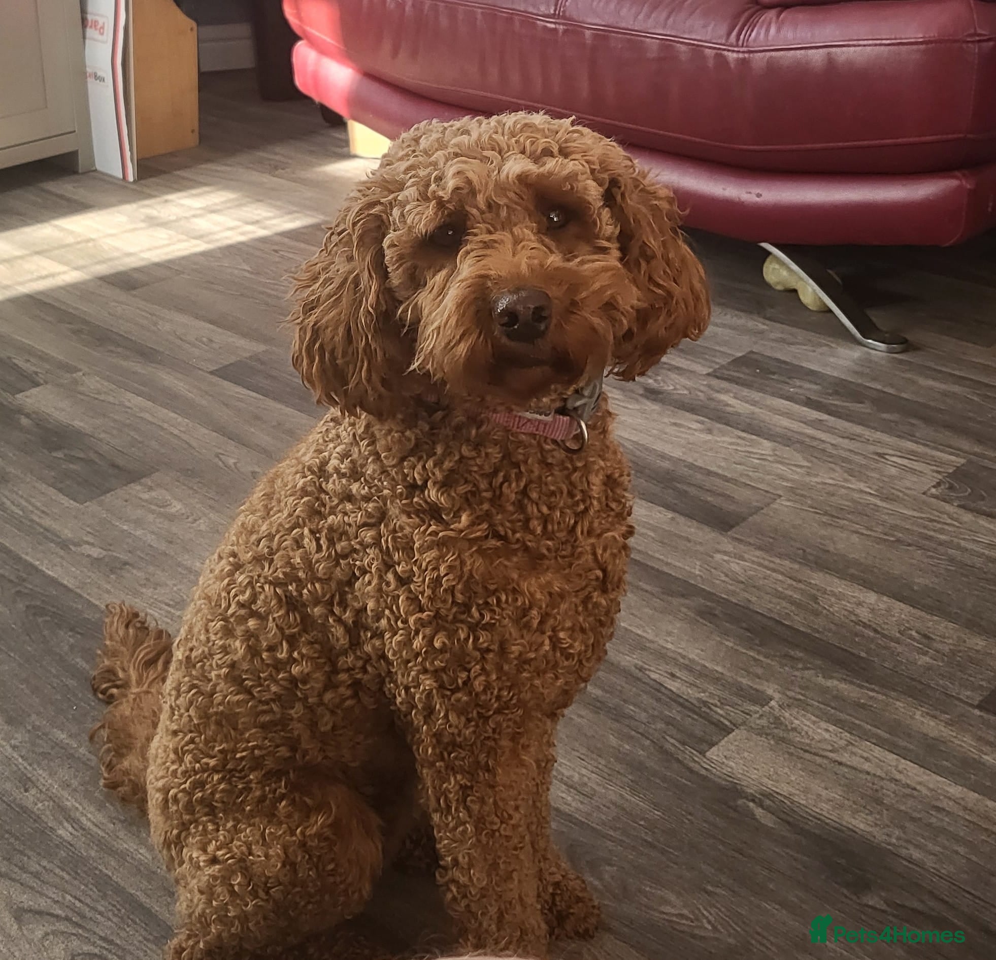 Cavapoo dogs 3 year old Female Cavapoo - Advert 9