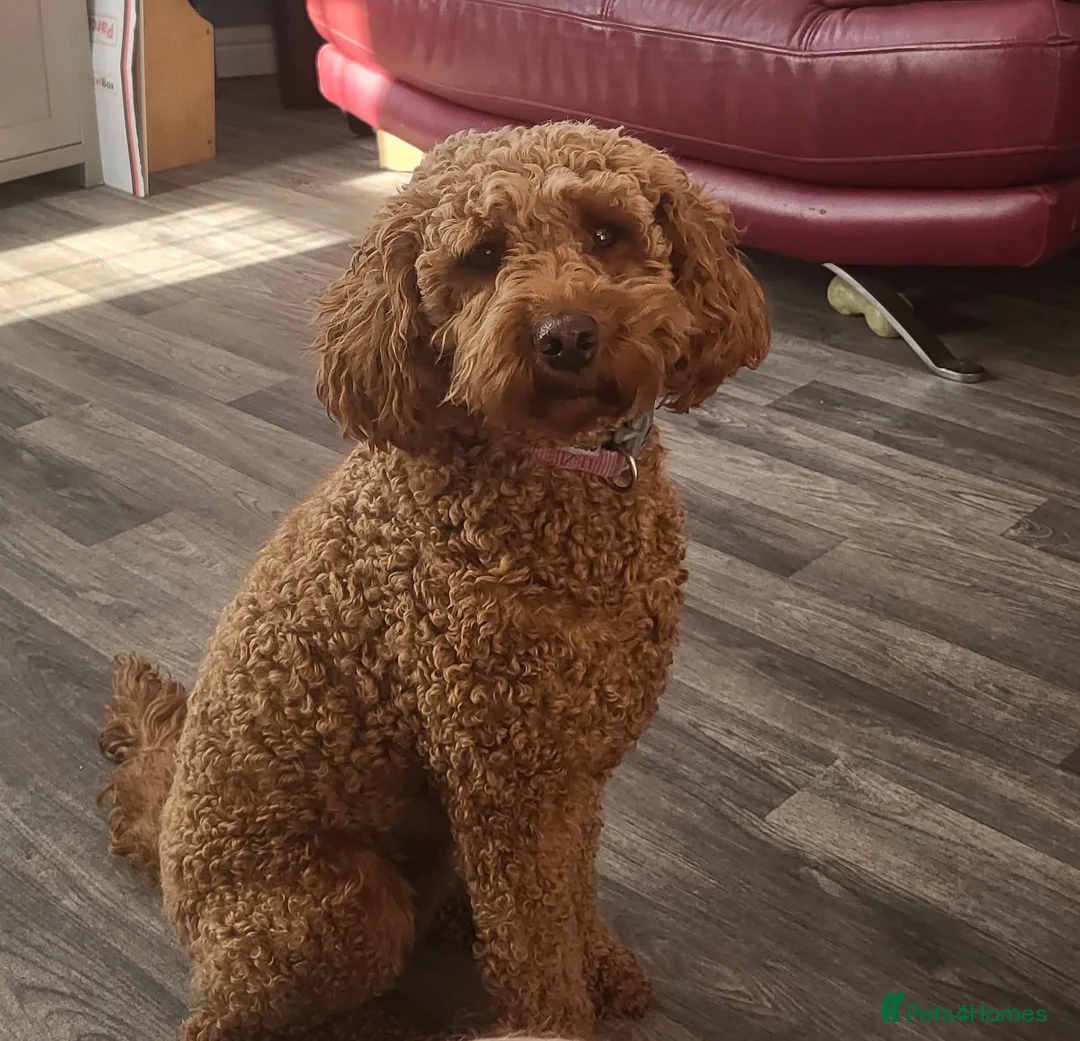 Cavapoo dogs for sale: 3 year old Female Cavapoo - Advert 1