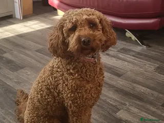 Cavapoo dogs 3 year old Female Cavapoo - Advert 9