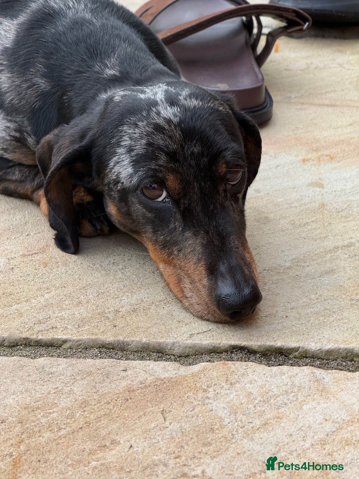 Miniature Dachshund dogs Miniature Daschund - Advert 6
