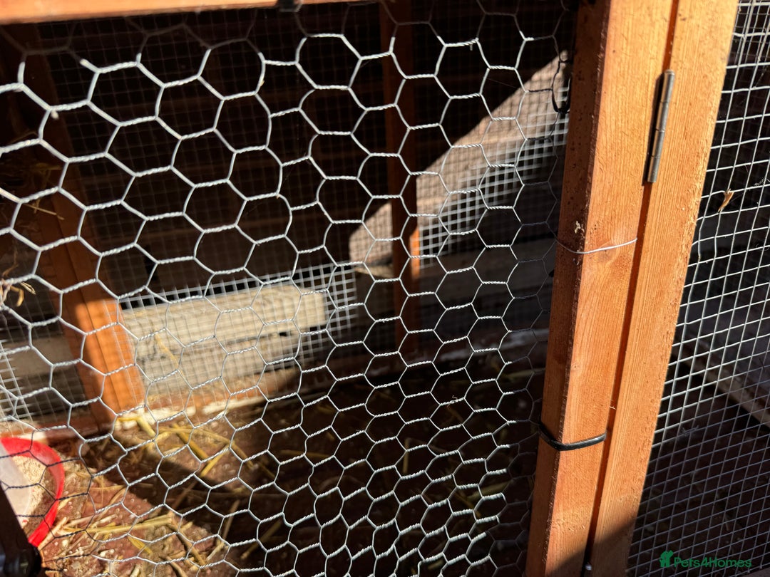 Chickens poultry for sale: Peckin bantams - Image 8