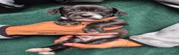 Mixed Breed dogs for sale: 🐾 Beautiful French Bulldog × Cockapoo Puppies 🐾 - Advert 20