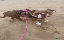 Old Tyme Bulldog dogs for sale: Old tyme bulldog puppies  - Image 3