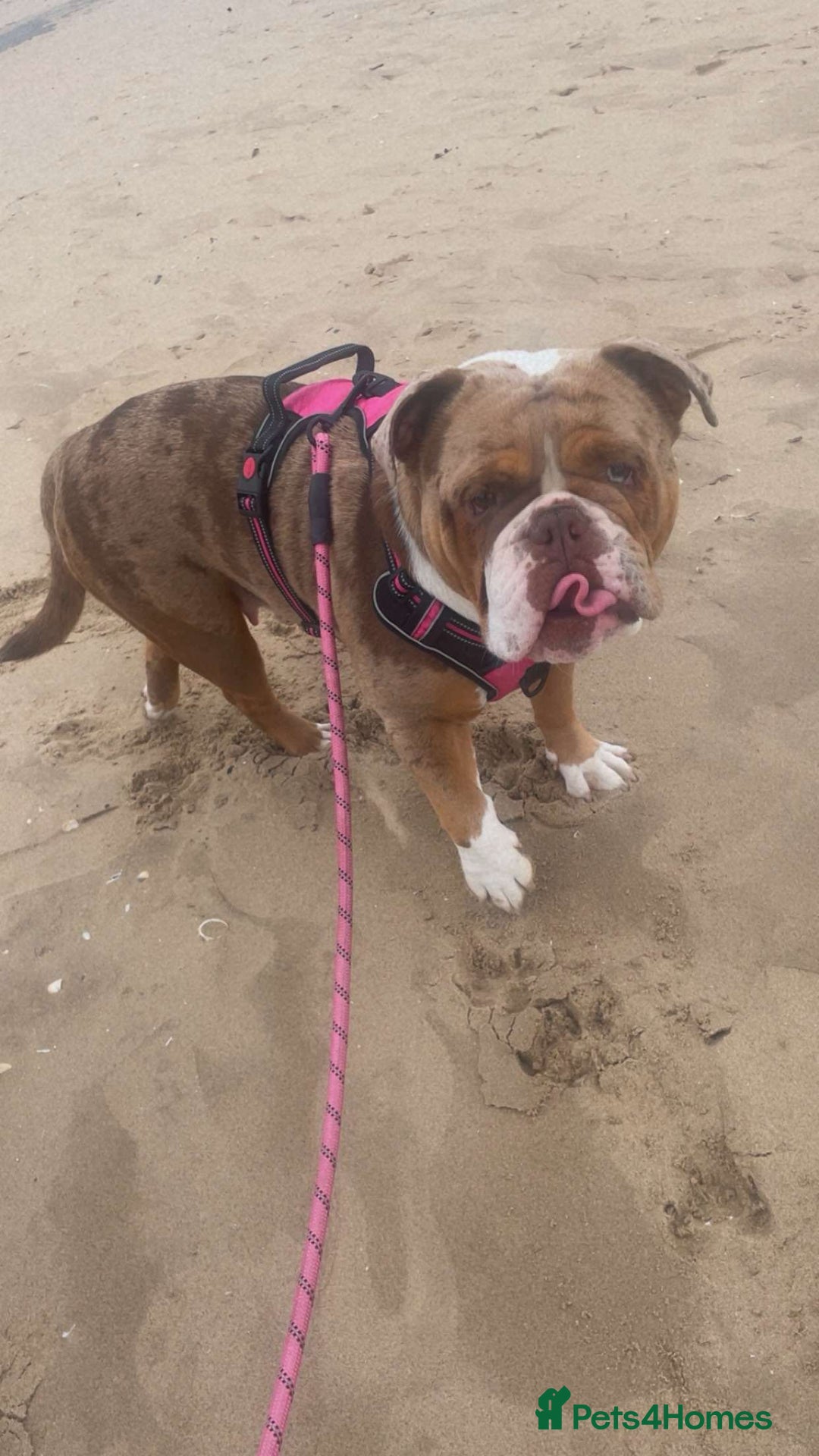 Old Tyme Bulldog dogs for sale: Old tyme bulldog puppies  - Image 3