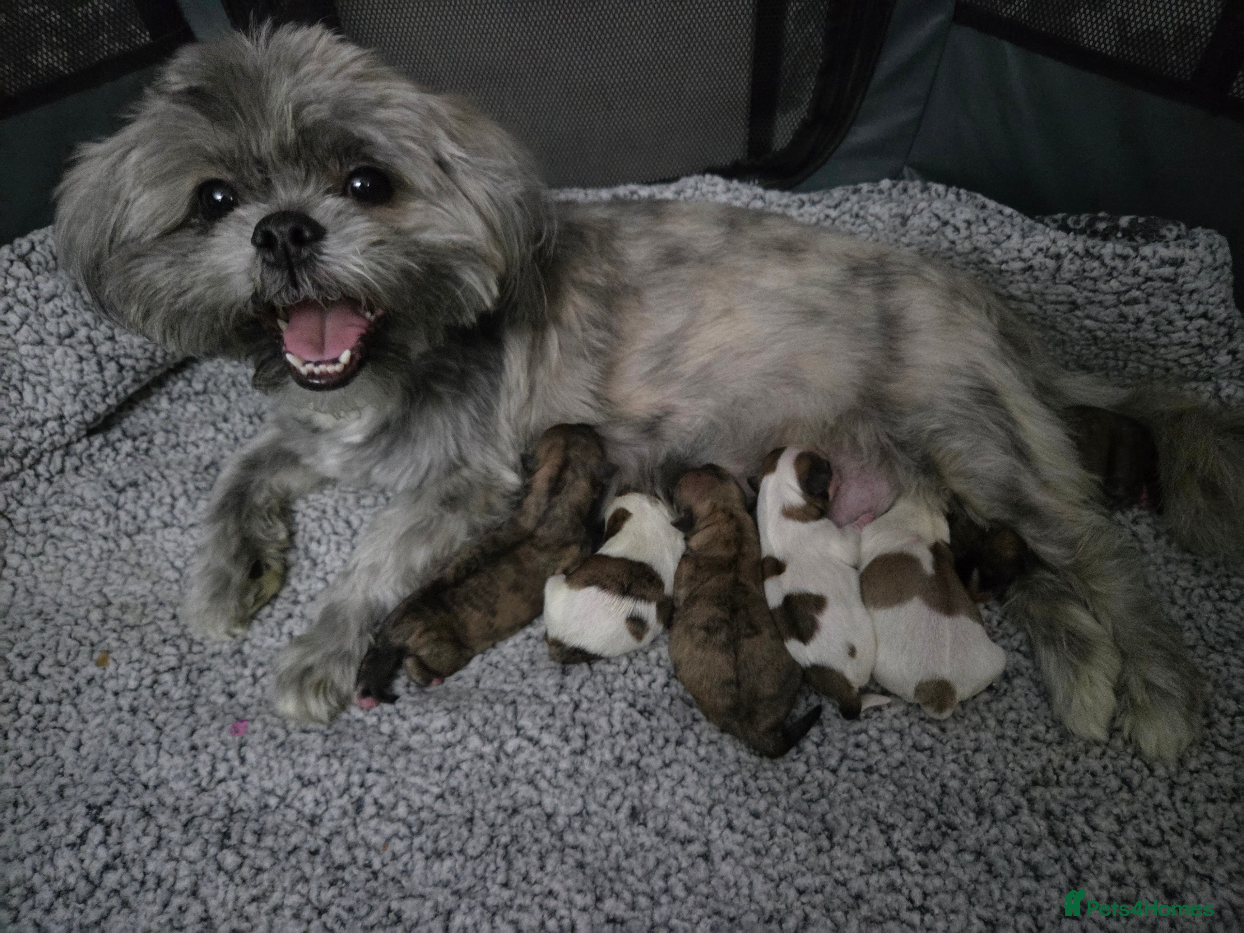Shih Tzu dogs Imperial shih tzu puppies  - Advert 8