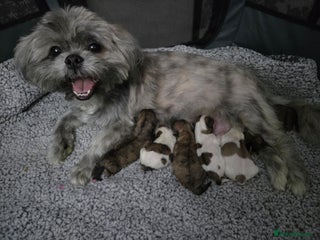 Shih Tzu dogs Imperial shih tzu puppies - Advert 8