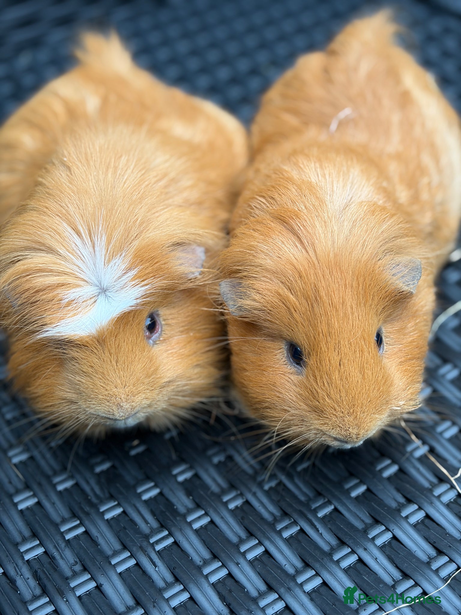 Guinea Pig rodents Male and female guinea pigs.  - Advert 4