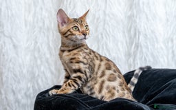 Bengal cats for sale: Stunning Bengal Girl- Top TICA pedigree- Ready NOW - Advert 26