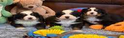 Bernese Mountain Dog dogs for sale: Beautiful KC Litter  - Advert 9