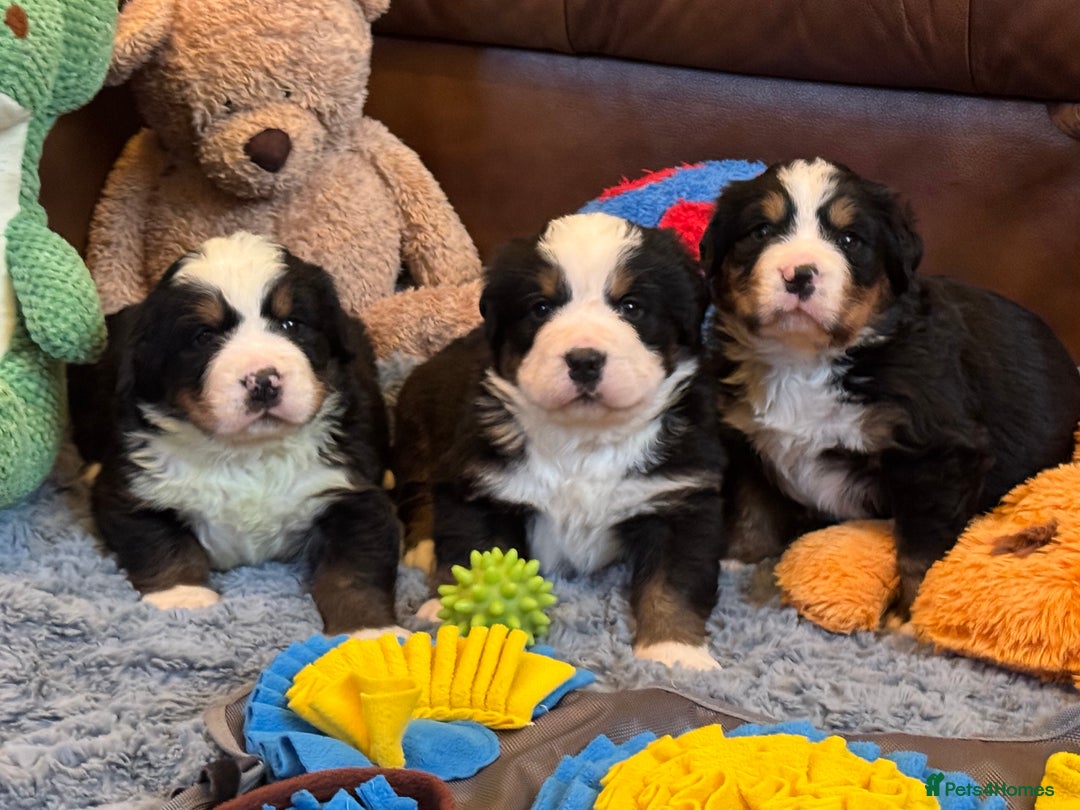 Bernese Mountain Dog dogs for sale: Beautiful KC Litter  - Advert 9