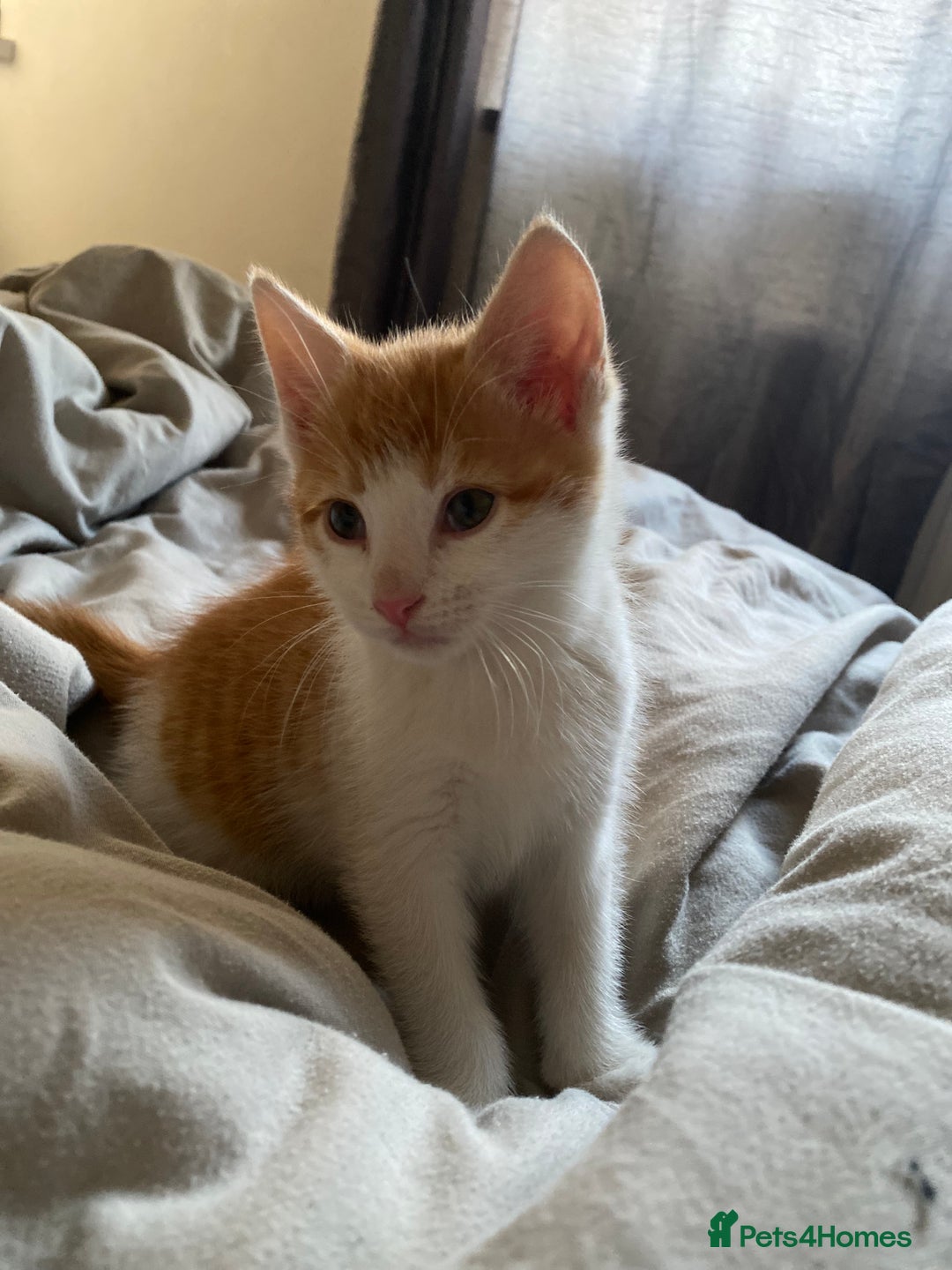Mixed Breed cats for sale: Kittens in Denbigh - Image 6