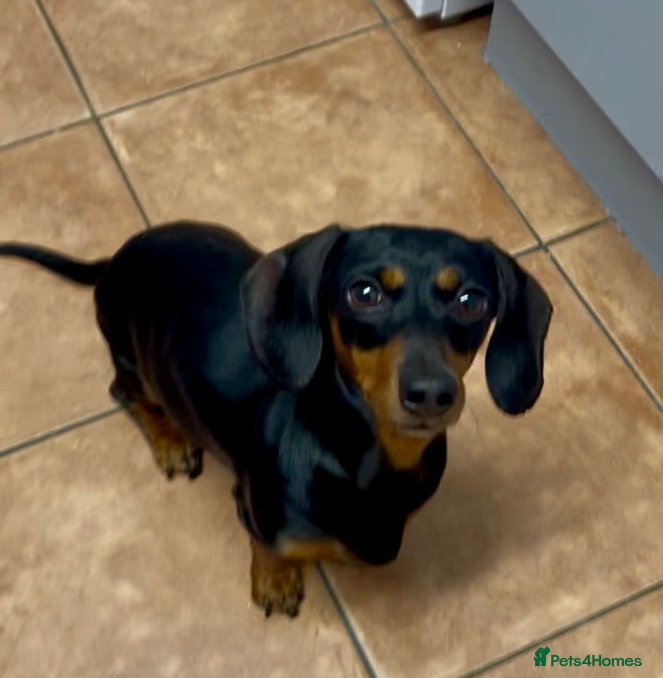 Miniature Dachshund dogs Miniature Dachshund Female Age 3 years - Advert 1