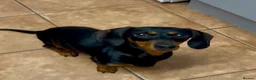 Miniature Dachshund dogs for sale: Miniature Dachshund Female Age 3 years - Advert 1