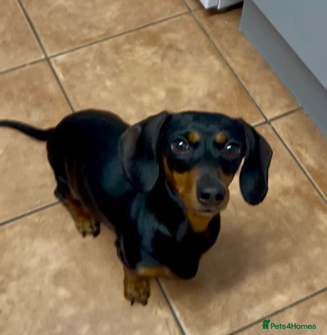 Miniature Dachshund dogs for sale: Miniature Dachshund Female Age 3 years - Advert 1