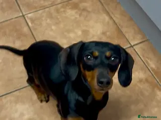 Miniature Dachshund dogs Miniature Dachshund Female Age 3 years - Advert 2