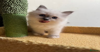 Birman cats - Advert 14