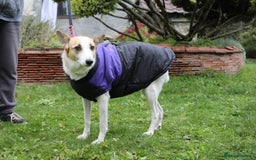 Mixed Breed dogs for adoption: 💖🐶 ALAYA 🐶💖 - Image 26