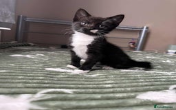 Mixed Breed cats for sale: Beautiful kitten looking for a new home - Image 2