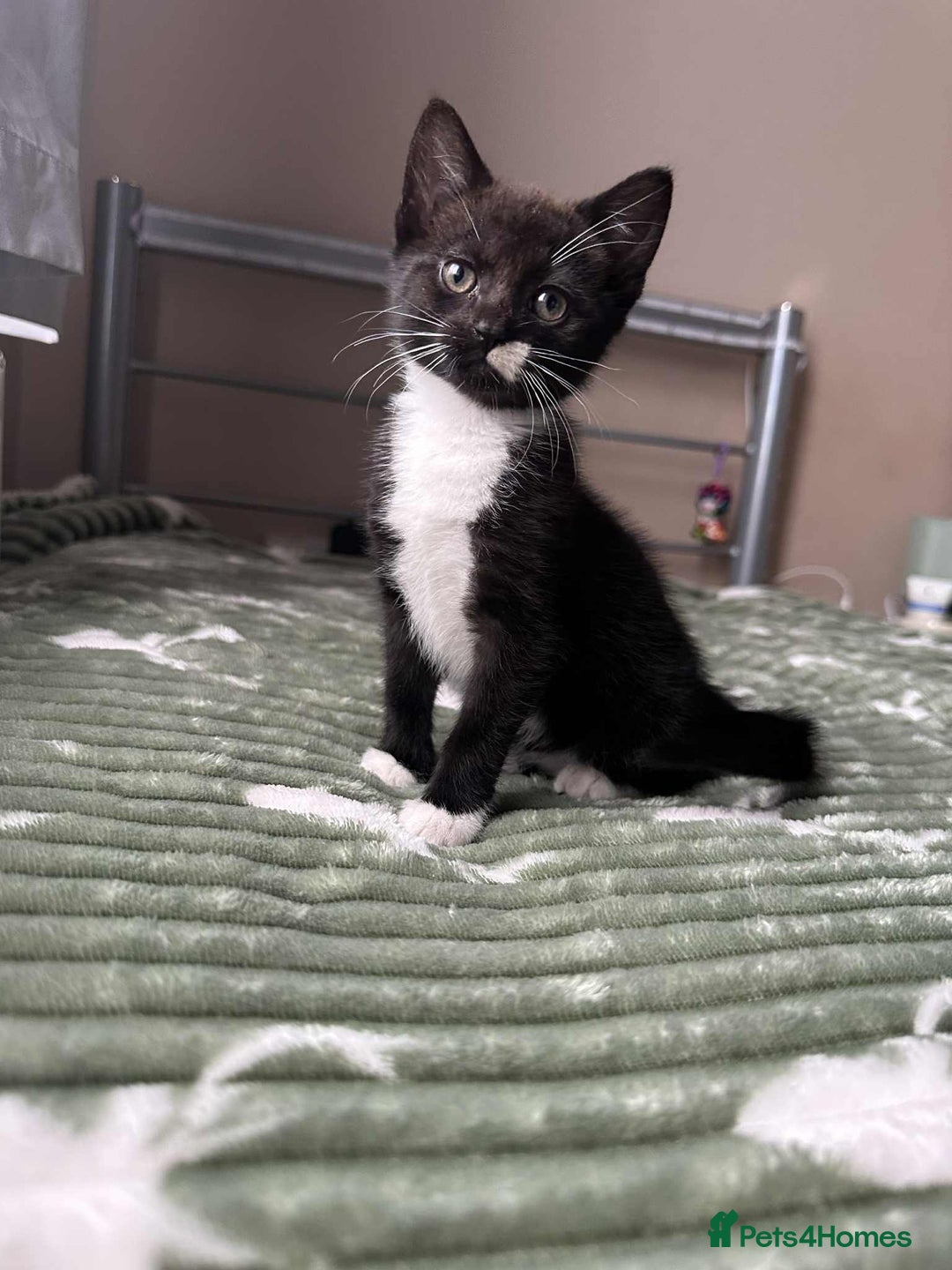 Mixed Breed cats for sale: Beautiful kitten looking for a new home - Image 2