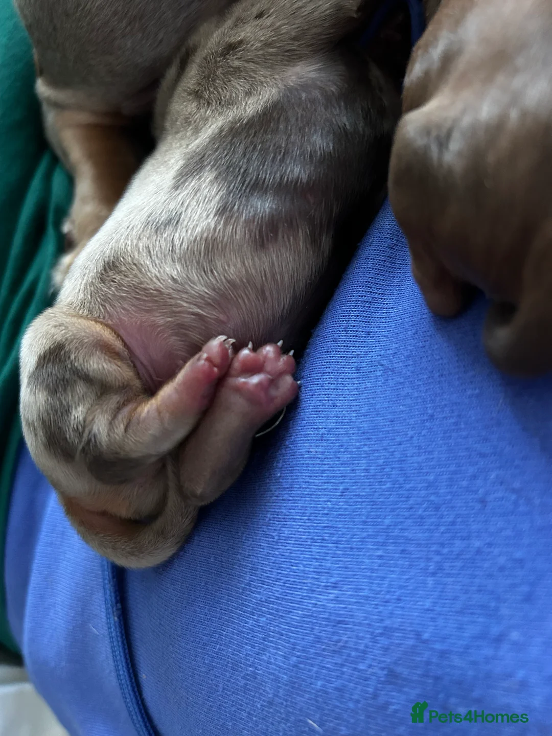 Miniature Dachshund dogs for sale: 2 Cute Mini Dachshund Brothers–Raised with Mum&Dad - Advert 8