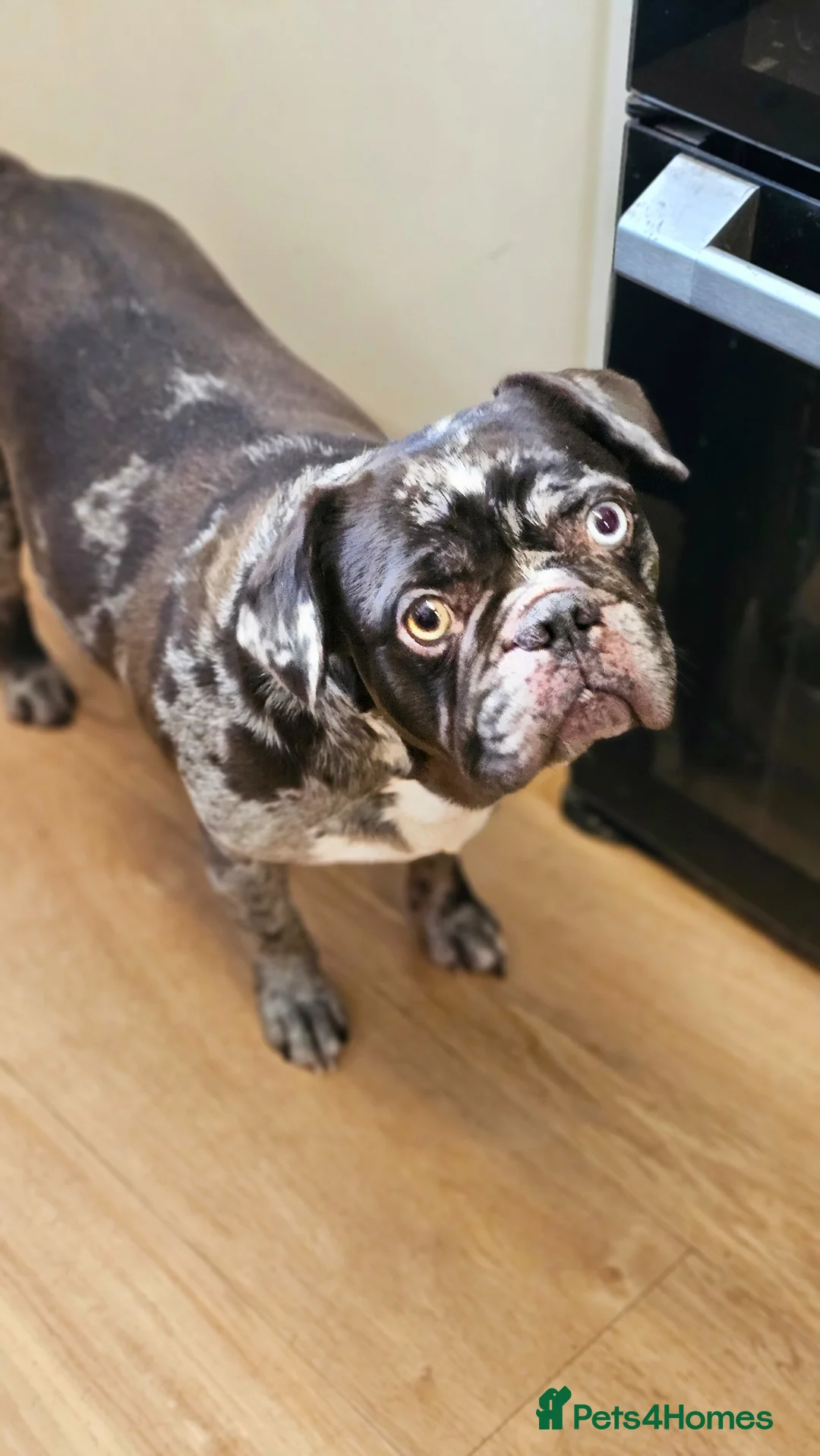 French Bulldog dogs for sale: Chocolate merle female French bulldog  - Advert 3