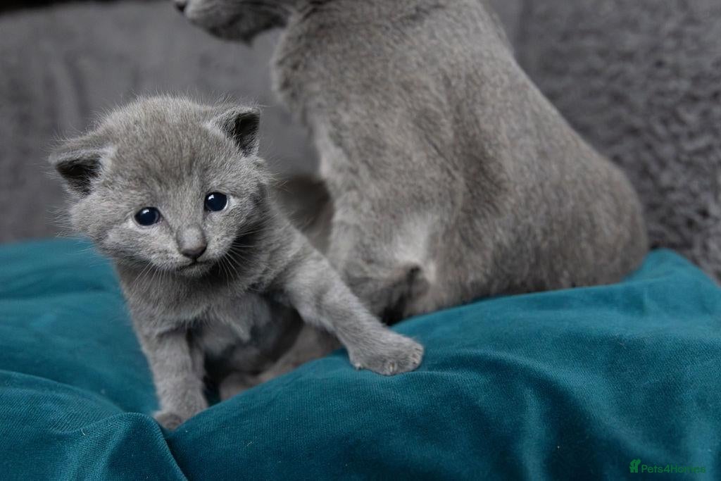 Russian Blue cats Pure Russian Blue male kitten  - Advert 1