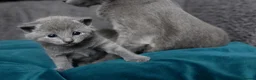 Russian Blue cats for sale: Pure Russian Blue male kitten  - Advert 1