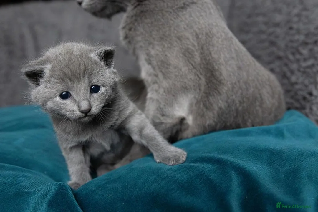 Russian Blue cats for sale: Pure Russian Blue male kitten  - Advert 1
