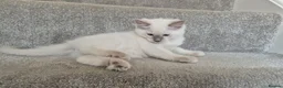 Ragdoll cats for sale: Pure White Raggdol - Advert 8