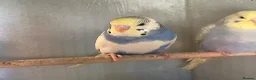 Budgerigars birds for sale: Baby budgies for sale - Advert 10