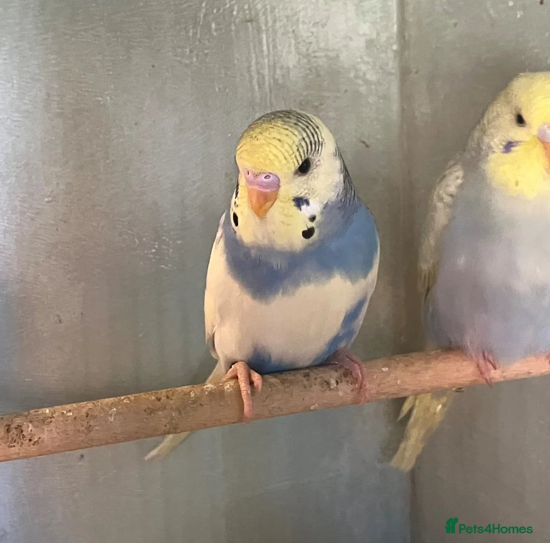 Budgerigars birds for sale: Baby budgies for sale - Advert 10