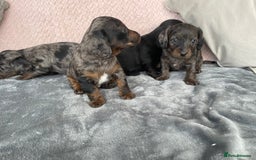 Doxiepoo dogs for sale: Beautiful Doxipoos - Image 2