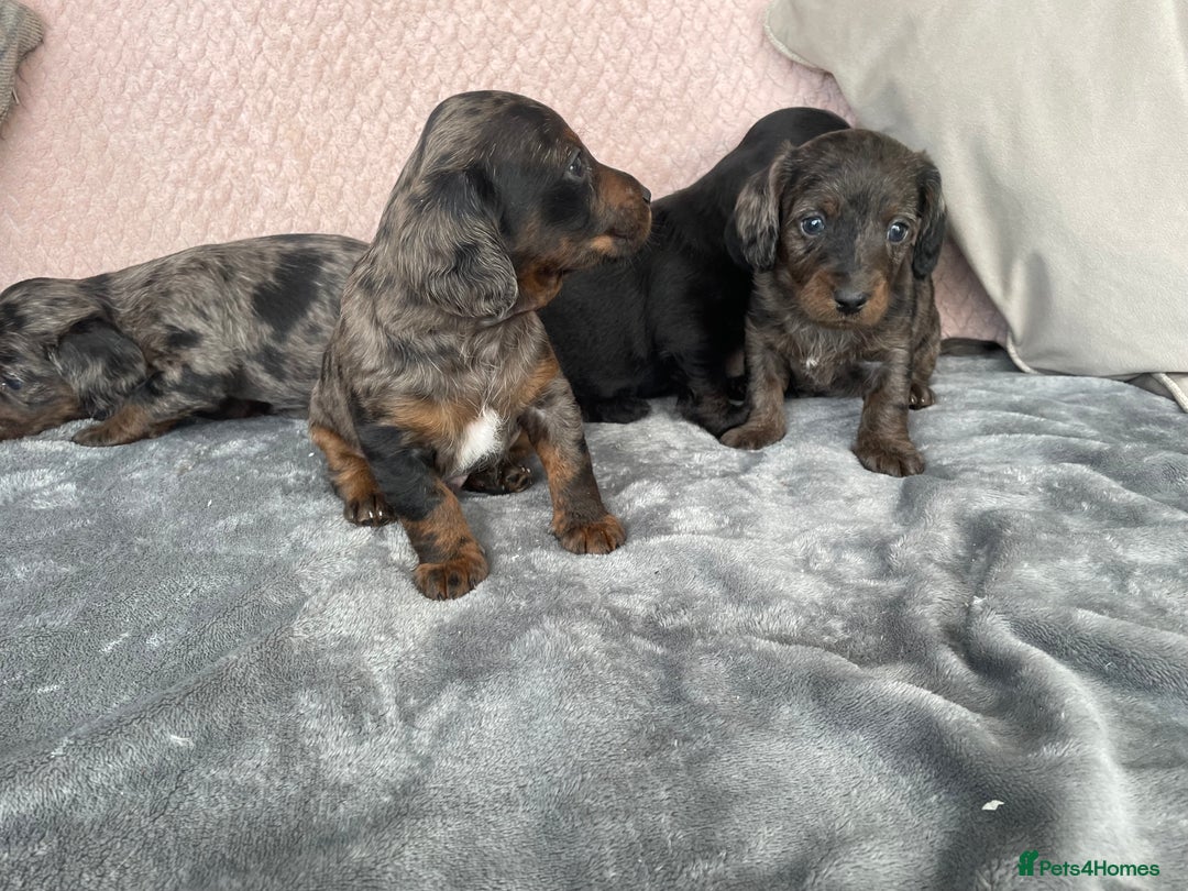 Doxiepoo dogs for sale: Beautiful Doxipoos - Image 2