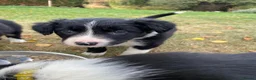 Border Collie dogs for sale: Working Border Collie puppies - Advert 7
