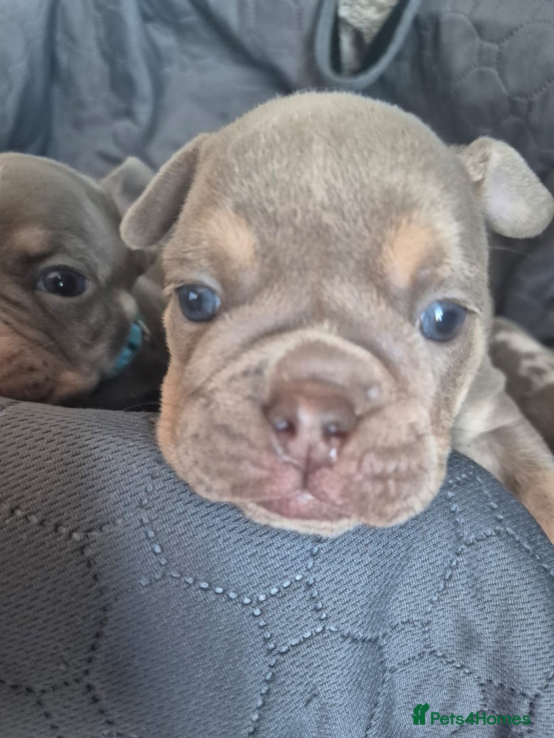 English Bulldog dogs for sale: Beautiful English Bull Dogs KC reg - Image 15