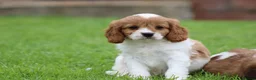 Cavapoo dogs for sale: Beautiful Cavapoo puppies for sale - Advert 7