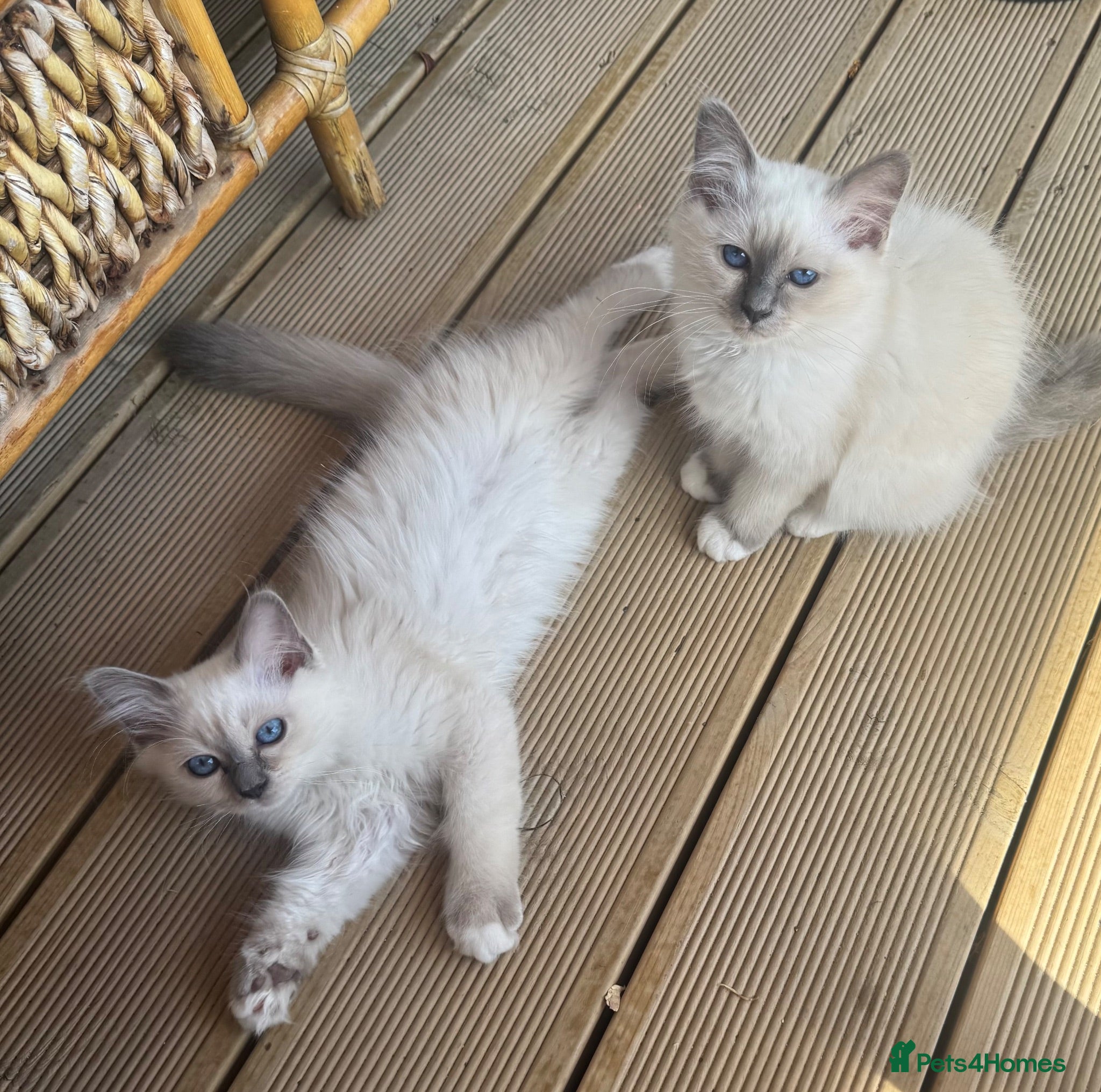 Birman cats Strong healthy Birman babies available  - Advert 1