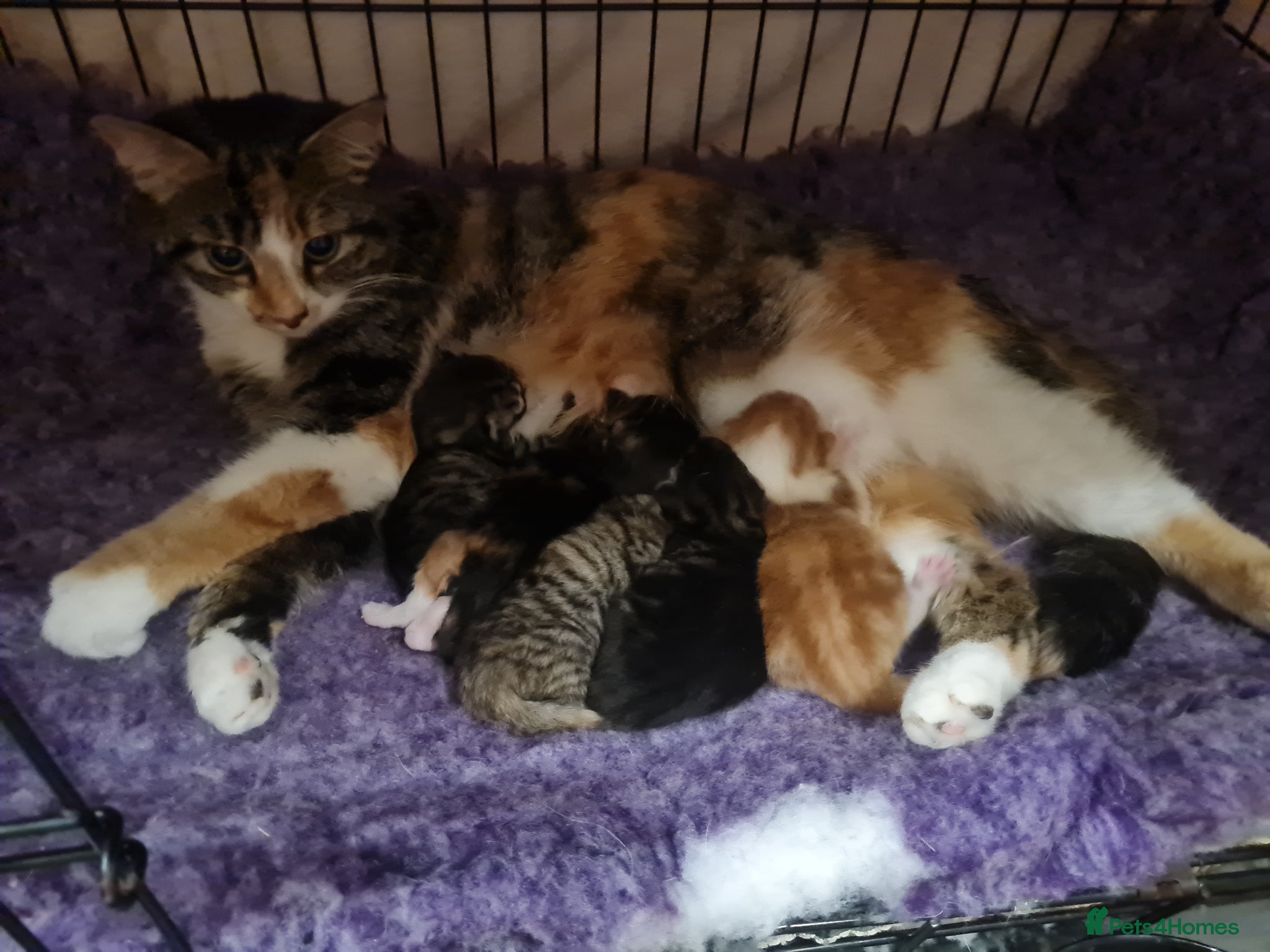 British Longhair cats 4 kittens for sale  - Advert 1