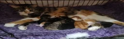 British Longhair cats for sale: 4 kittens for sale  in Wolverhampton - Advert 1