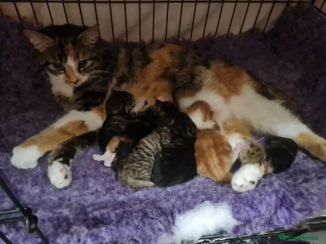 British Longhair cats for sale: 4 kittens for sale  in Wolverhampton - Advert 1