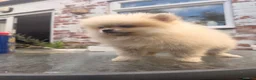 Pomeranian dogs for sale: Kc Reg fully vaccinated Pomeranian Puppies ❤️ - Advert 4