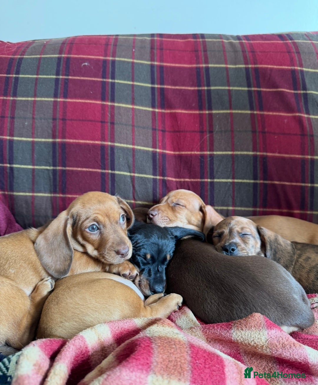 Miniature Dachshund dogs for sale: Miniature Dachshund Puppies  - Image 3